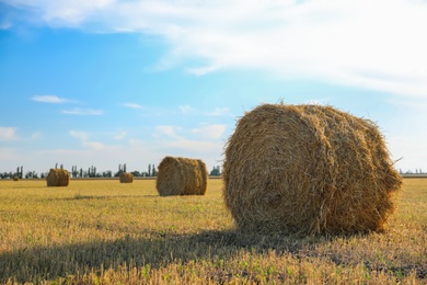 Round rolled hay bales in agricultural field on sunny day