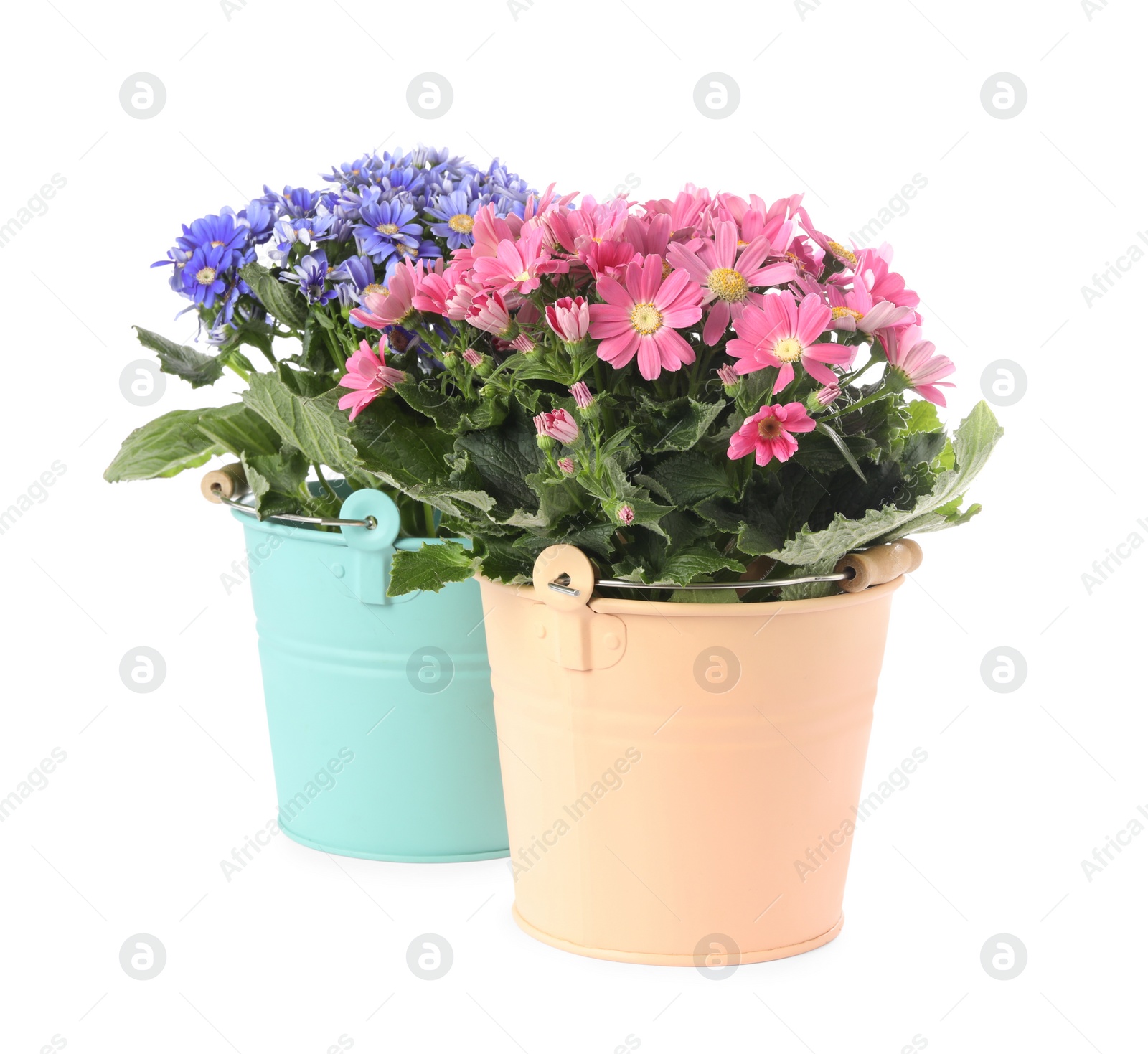 Photo of Beautiful cineraria plants in flower pots on white background