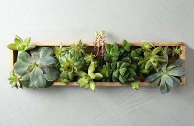 Many different echeverias in wooden tray on light grey background, top view. Succulent plants
