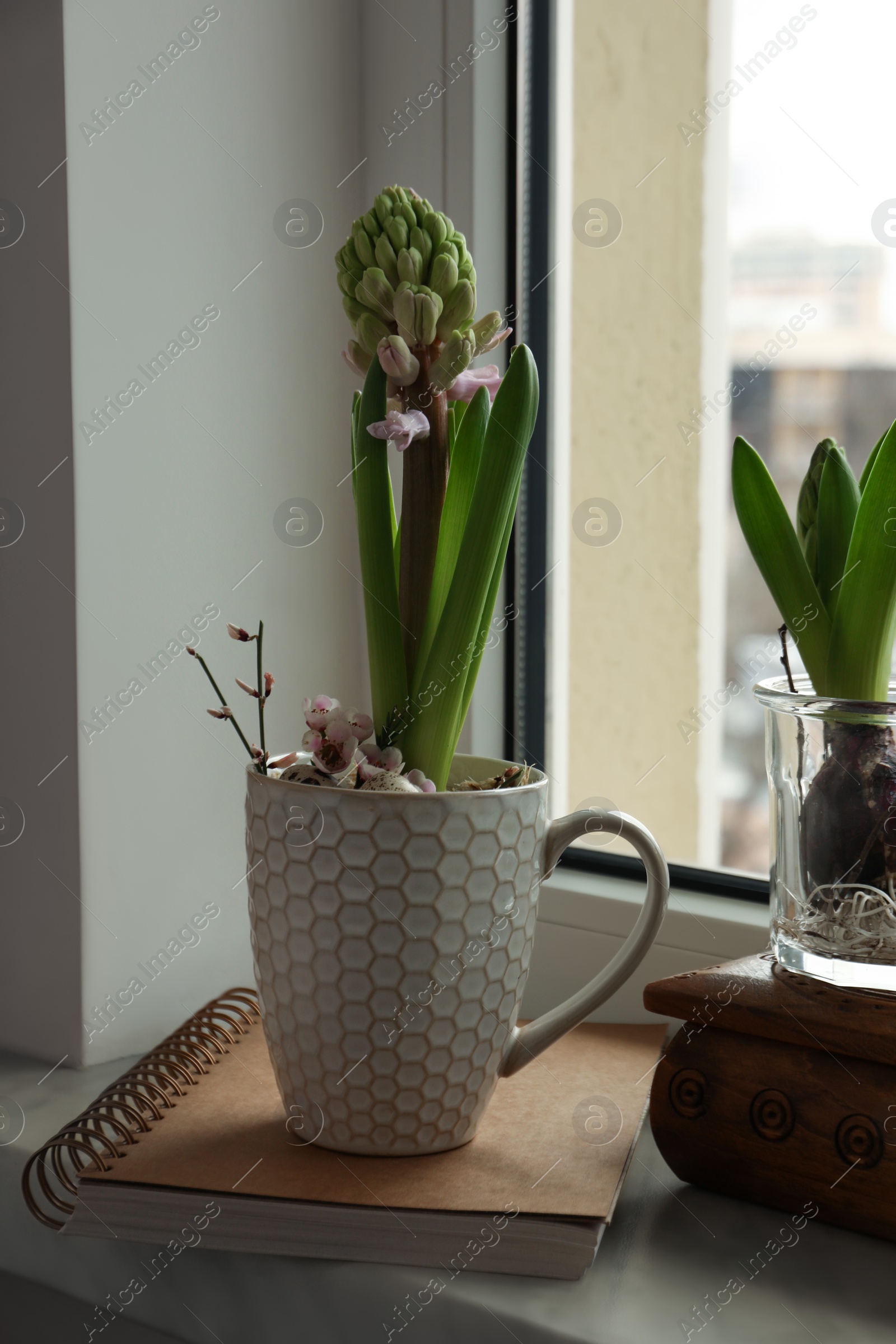 Photo of Beautiful bulbous plants on windowsill indoors. Spring time