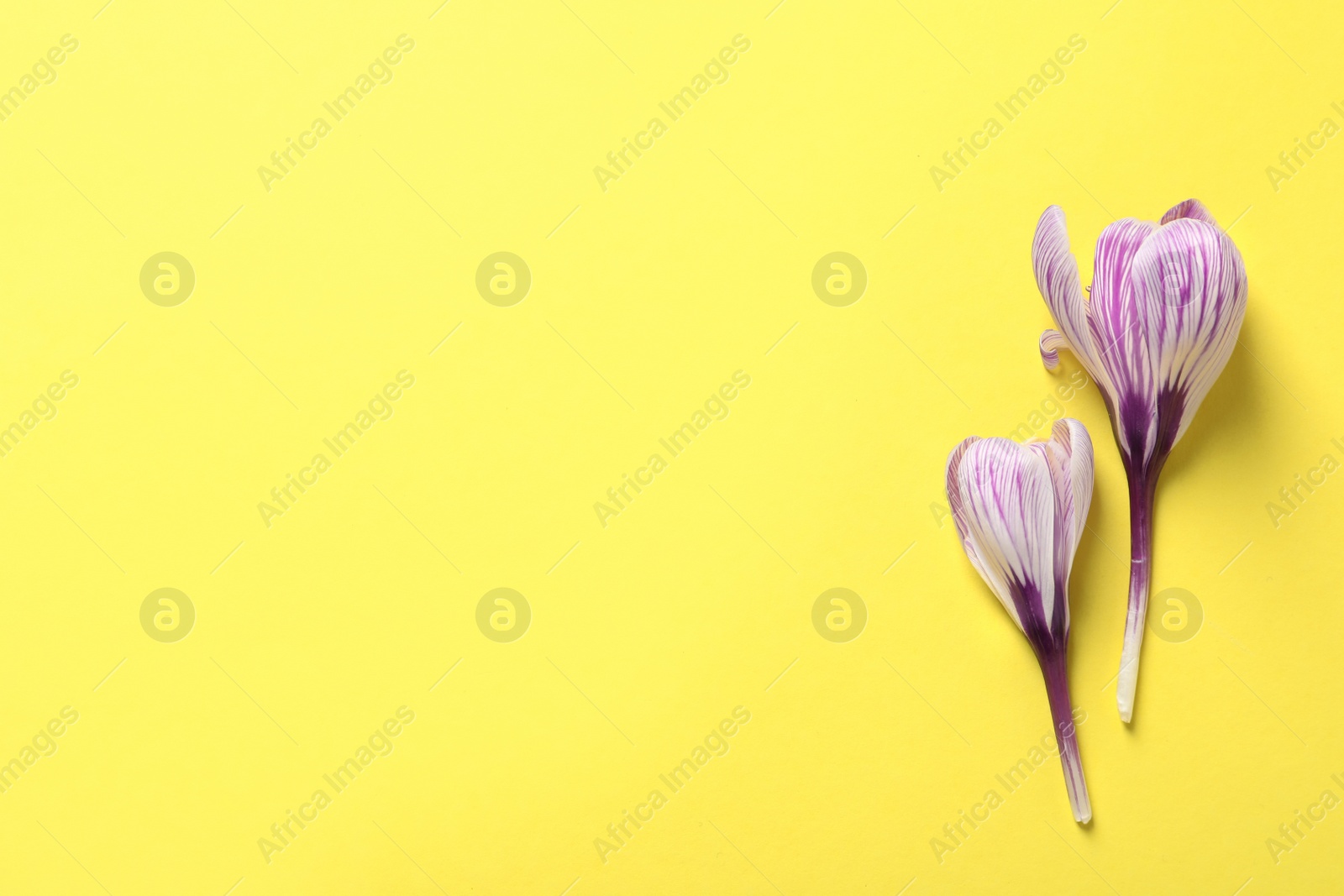 Photo of Beautiful spring crocus flowers on color background, flat lay. Space for text