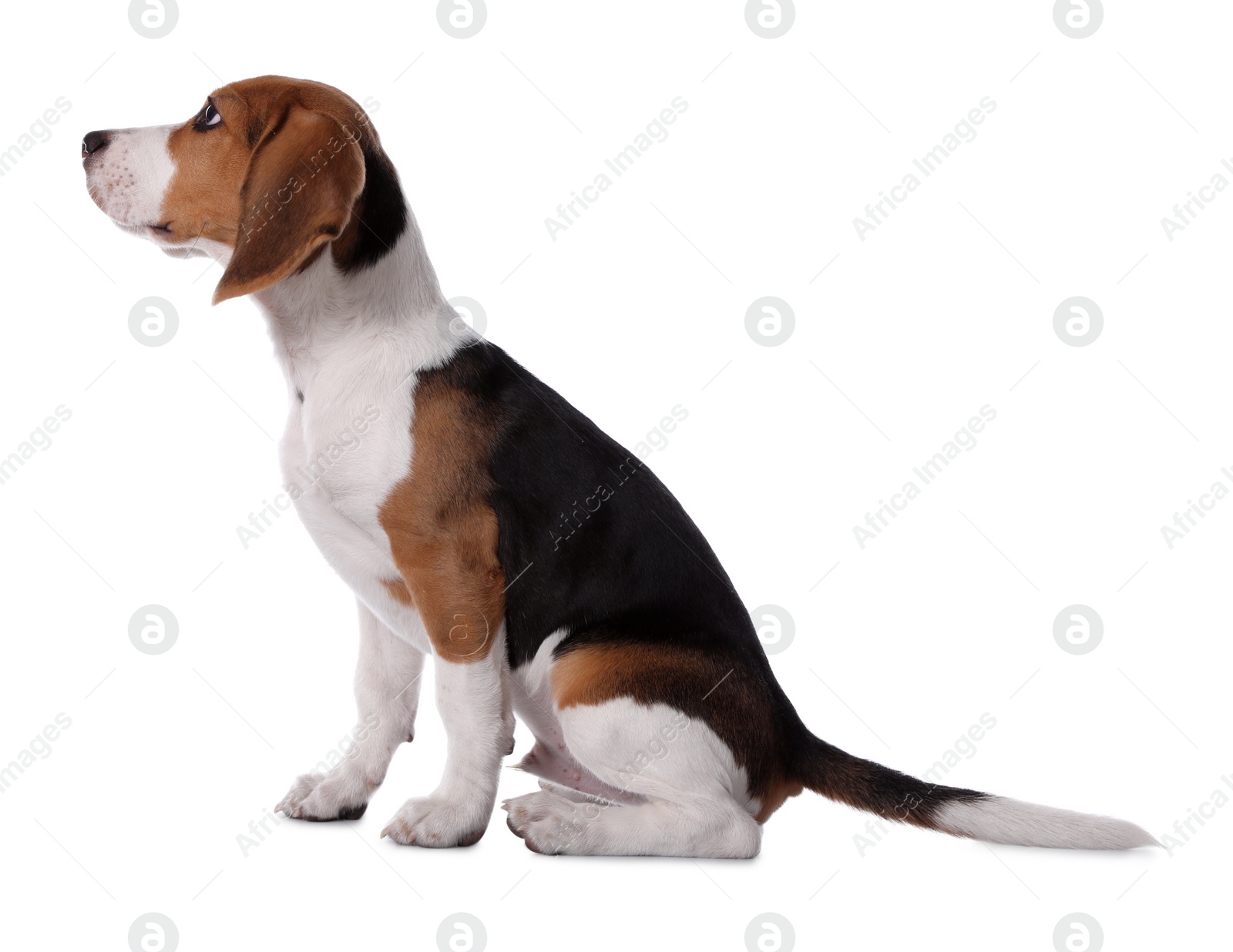 Photo of Cute Beagle puppy on white background. Adorable pet