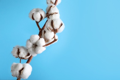 Photo of Fluffy cotton flowers on light blue background. Space for text