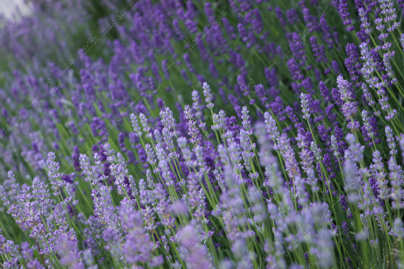 Photo of Beautiful blooming lavender plants growing in field