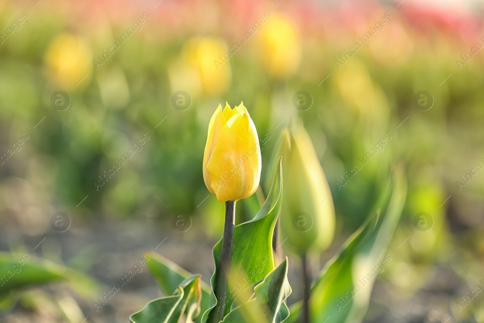 Photo of Fresh beautiful tulip in field. Blooming spring flower