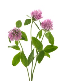 Beautiful clover flowers with green leaves on white background