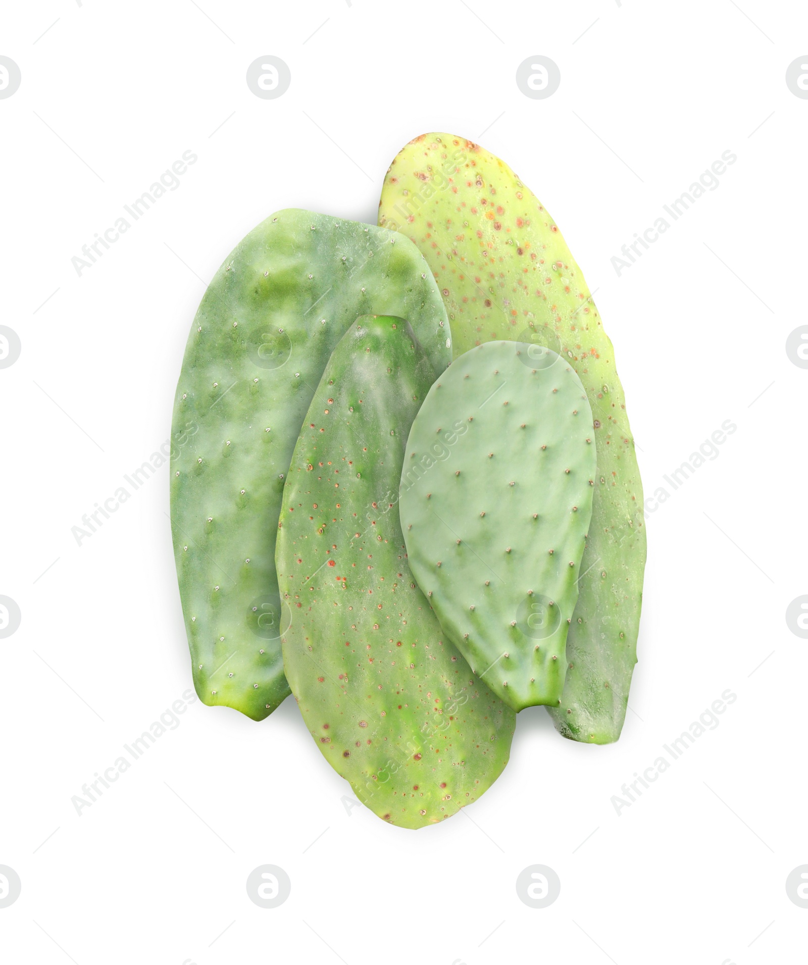 Image of Beautiful Opuntia cactus leaves on white background, top view