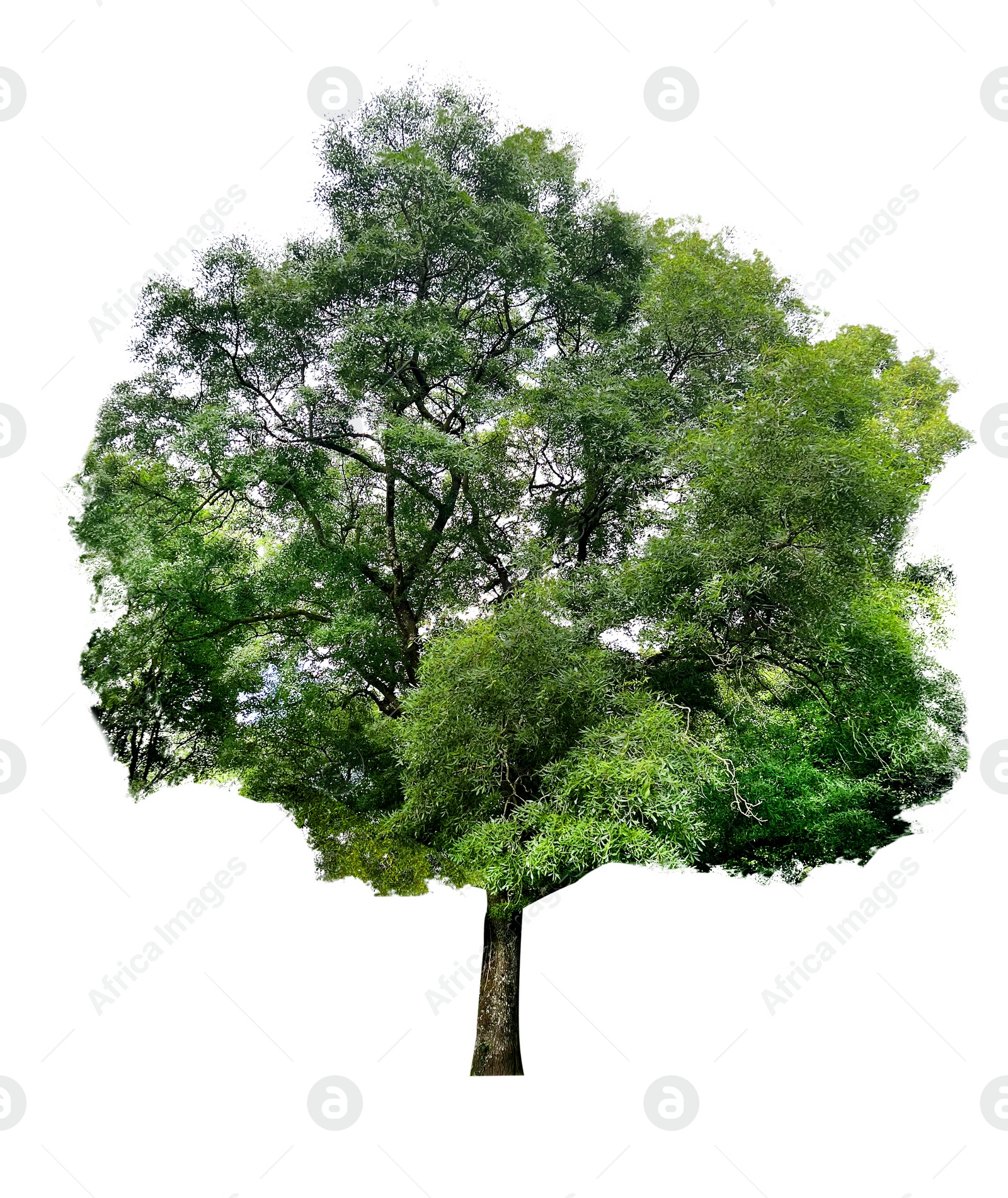 Image of Beautiful tree with green leaves isolated on white