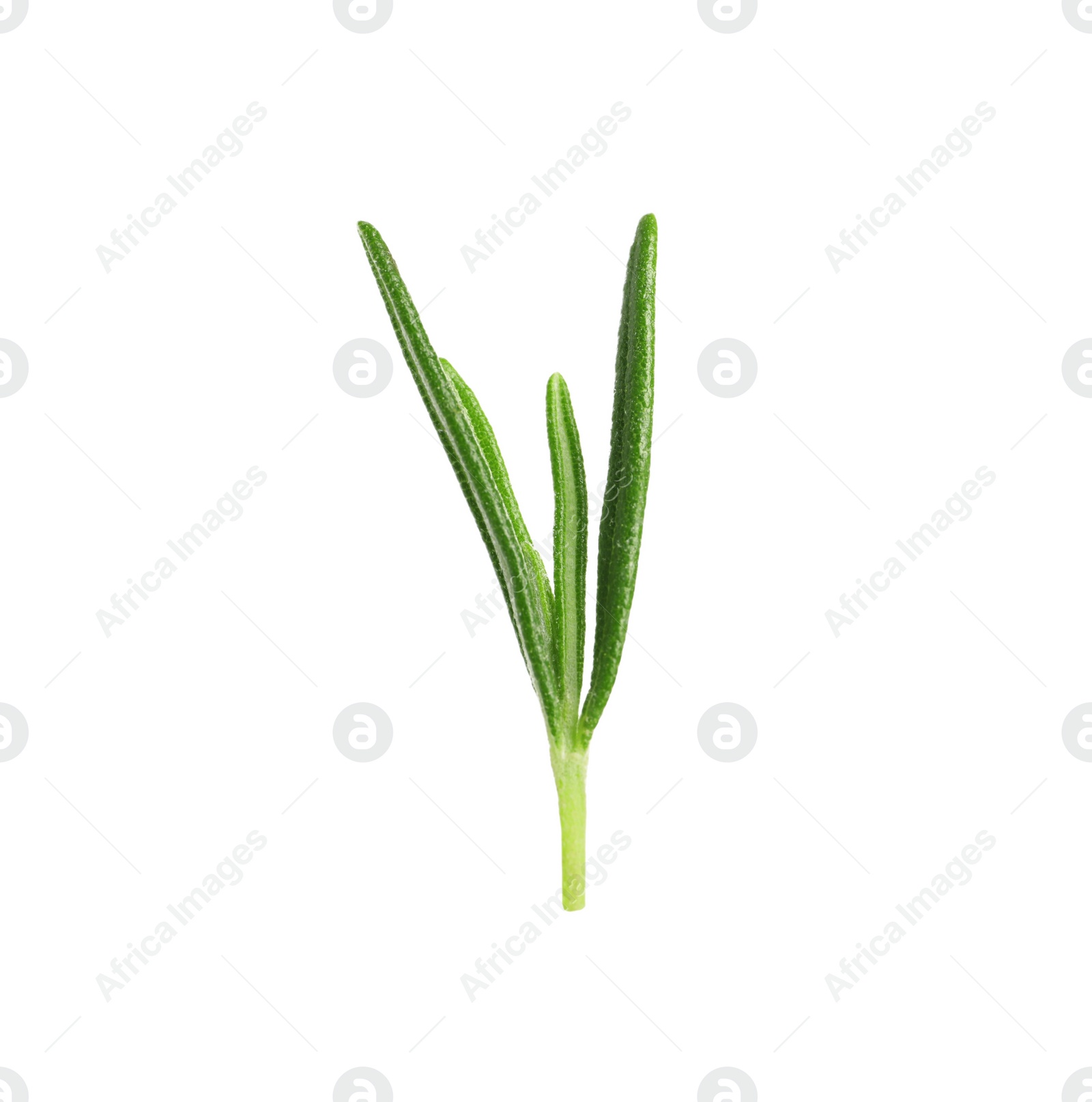 Photo of Sprig of fresh rosemary isolated on white