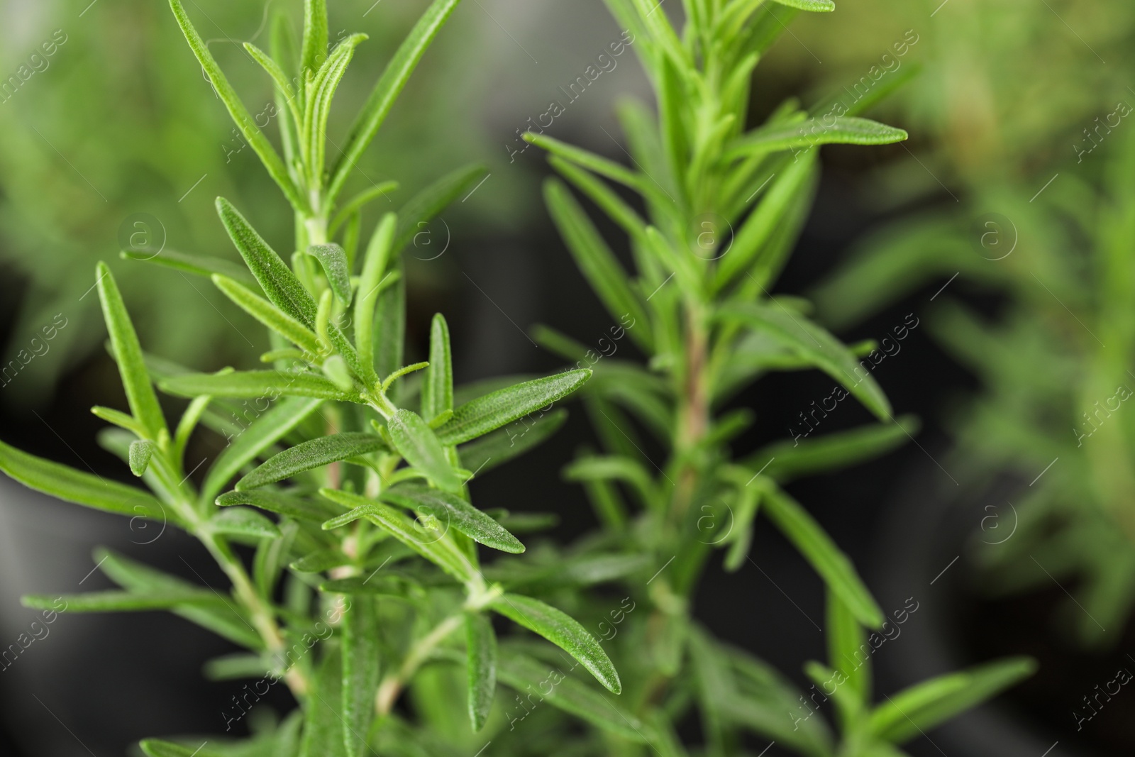 Photo of Twigs of fresh rosemary on blurred background, closeup