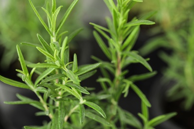 Twigs of fresh rosemary on blurred background, closeup