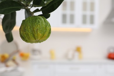 Bergamot tree with ripe fruit in kitchen, closeup. Space for text