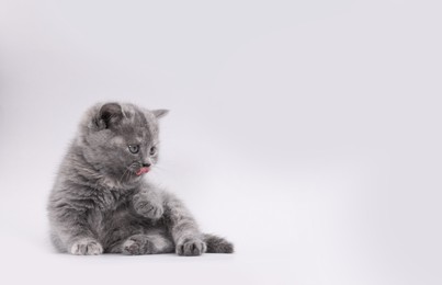 Photo of Cute little kitten lying on light grey background. Space for text
