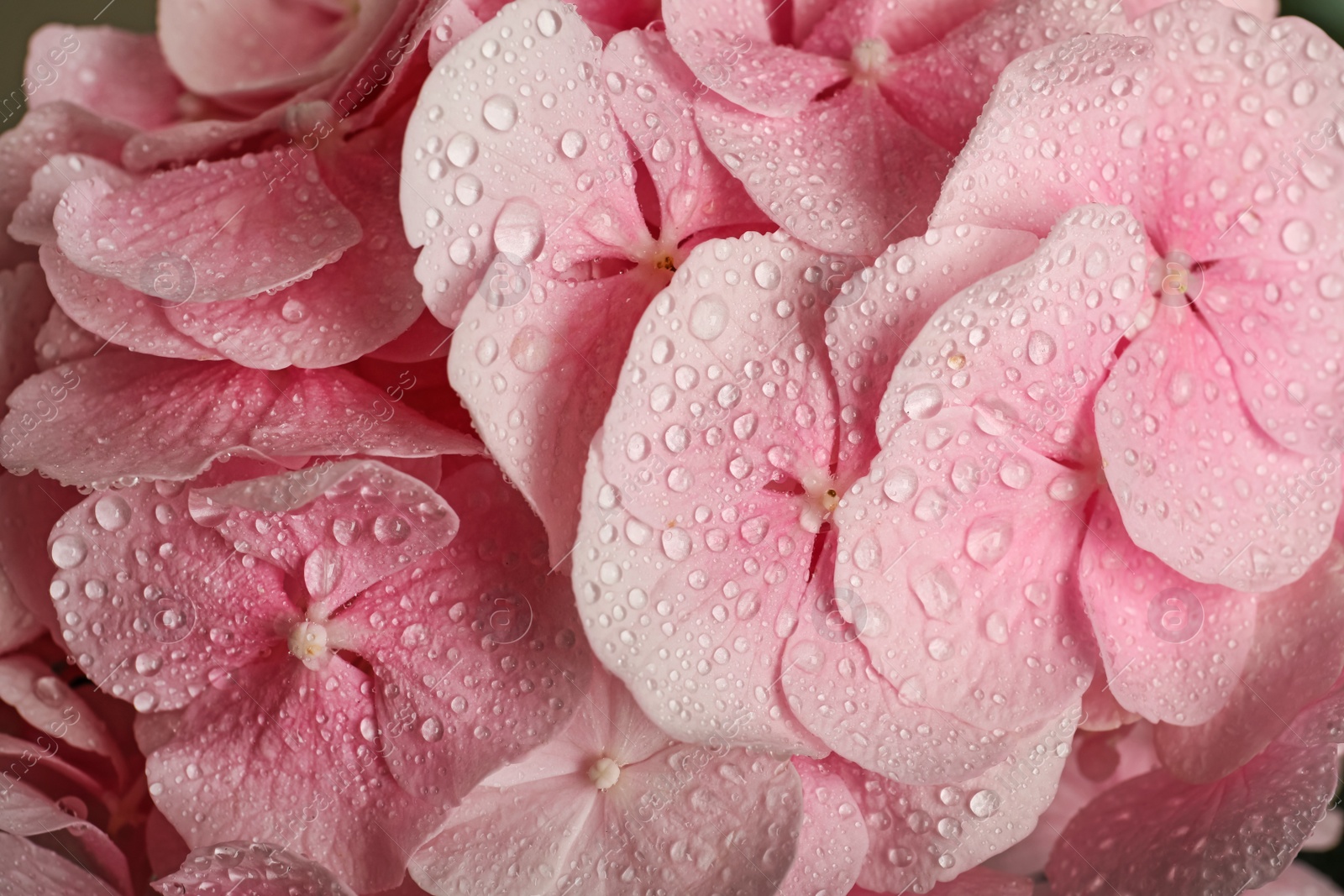 Photo of Beautiful pink hortensia flowers with water drops as background, closeup