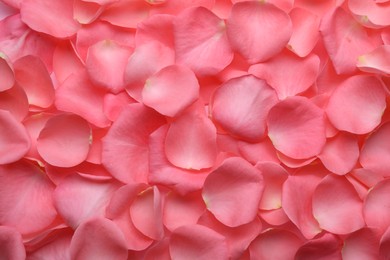 Photo of Beautiful pink rose flower petals as background, top view