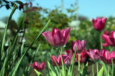 Beautiful pink tulips growing in garden, closeup. Spring season