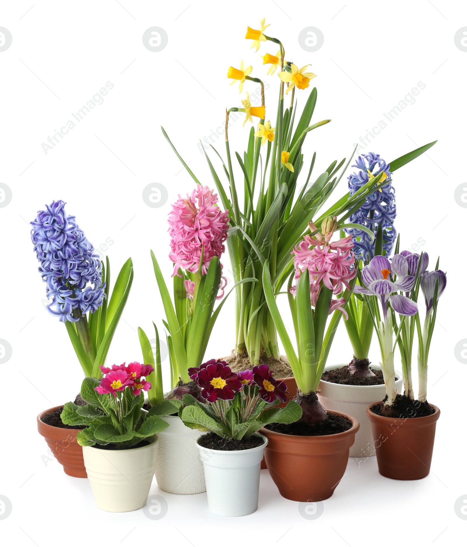 Photo of Different beautiful potted flowers on white background