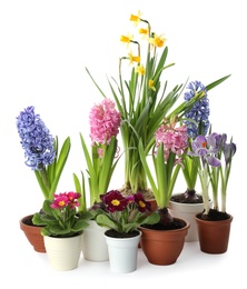 Different beautiful potted flowers on white background