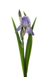 Beautiful iris isolated on white. Spring flower