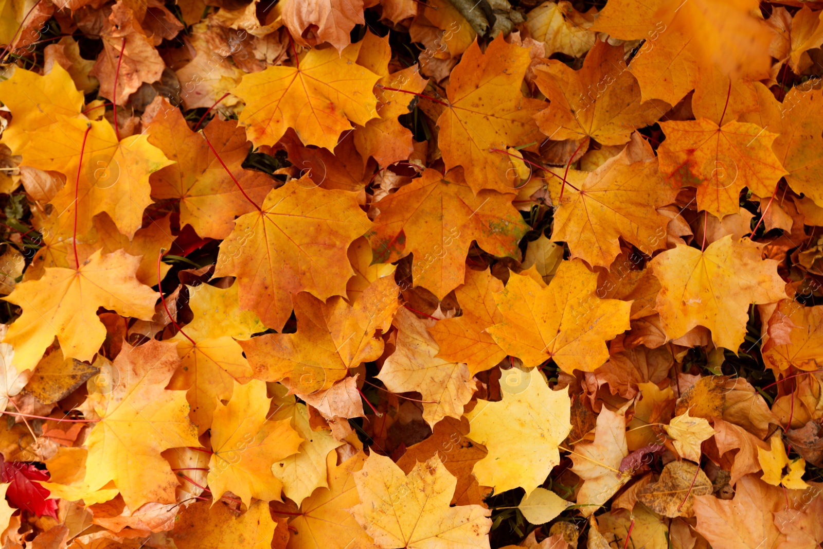 Photo of Top view of colorful leaves on ground. Autumn season