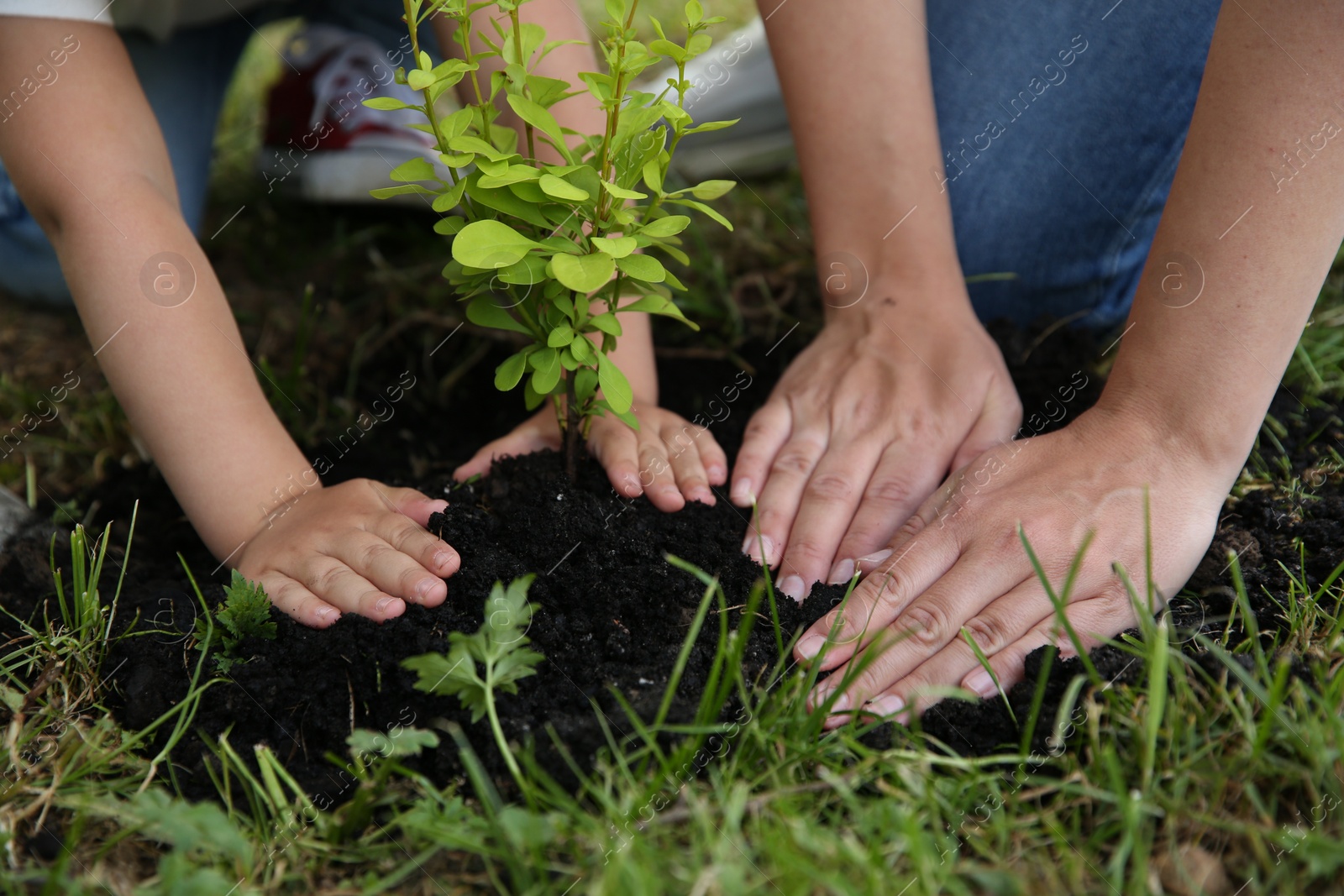 Photo of Mother and her daughter planting tree together in garden, closeup