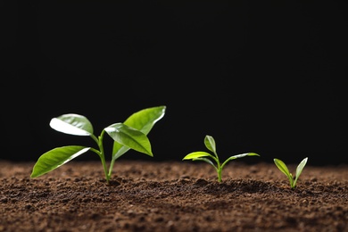 Fresh green seedlings growing on black background, space for text