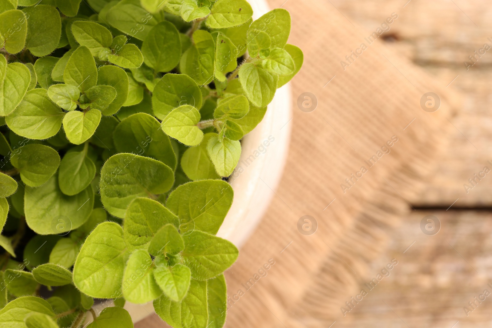 Photo of Aromatic oregano growing in pot on table, top view. Space for text