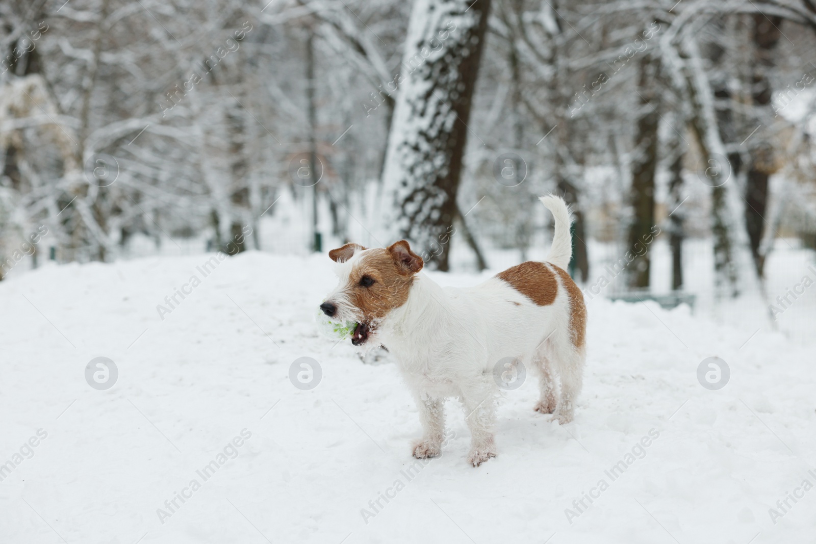 Photo of Cute Jack Russell Terrier gnawing toy ball in park on snowy day