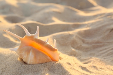 Photo of Sandy beach with beautiful shell near sea on sunny summer day. Space for text