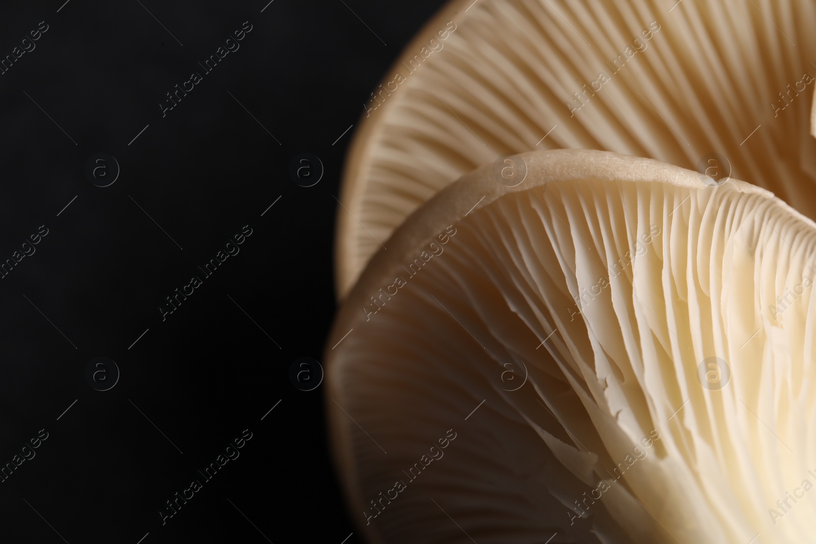 Photo of Fresh oyster mushrooms on black background, macro view. Space for text