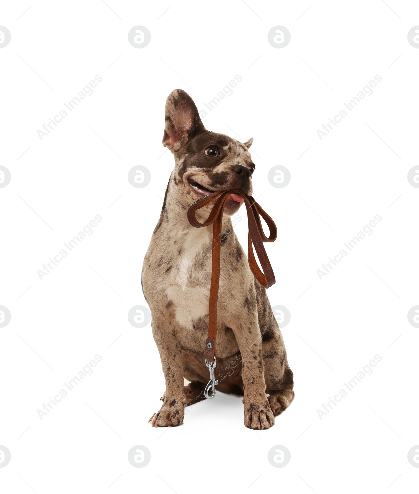 Image of Adorable French bulldog holding leash in mouth on white background