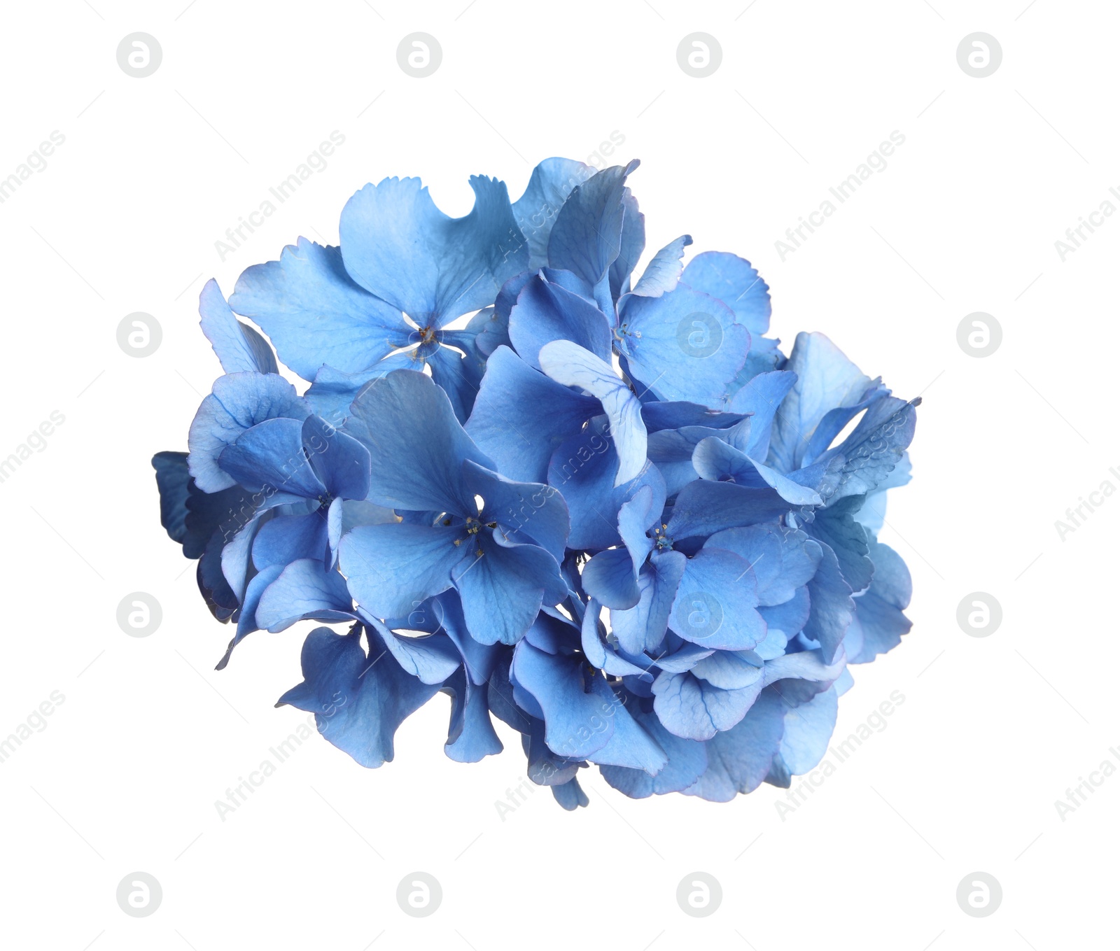 Photo of Beautiful light blue hortensia flower isolated on white