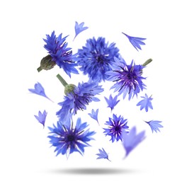 Bright blue cornflowers in air on white background