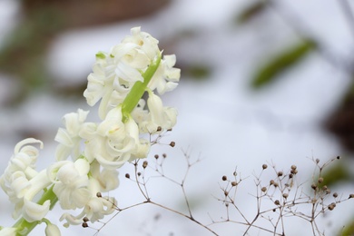 Photo of Beautiful white blooming hyacinth against blurred background, space for text. First spring flower