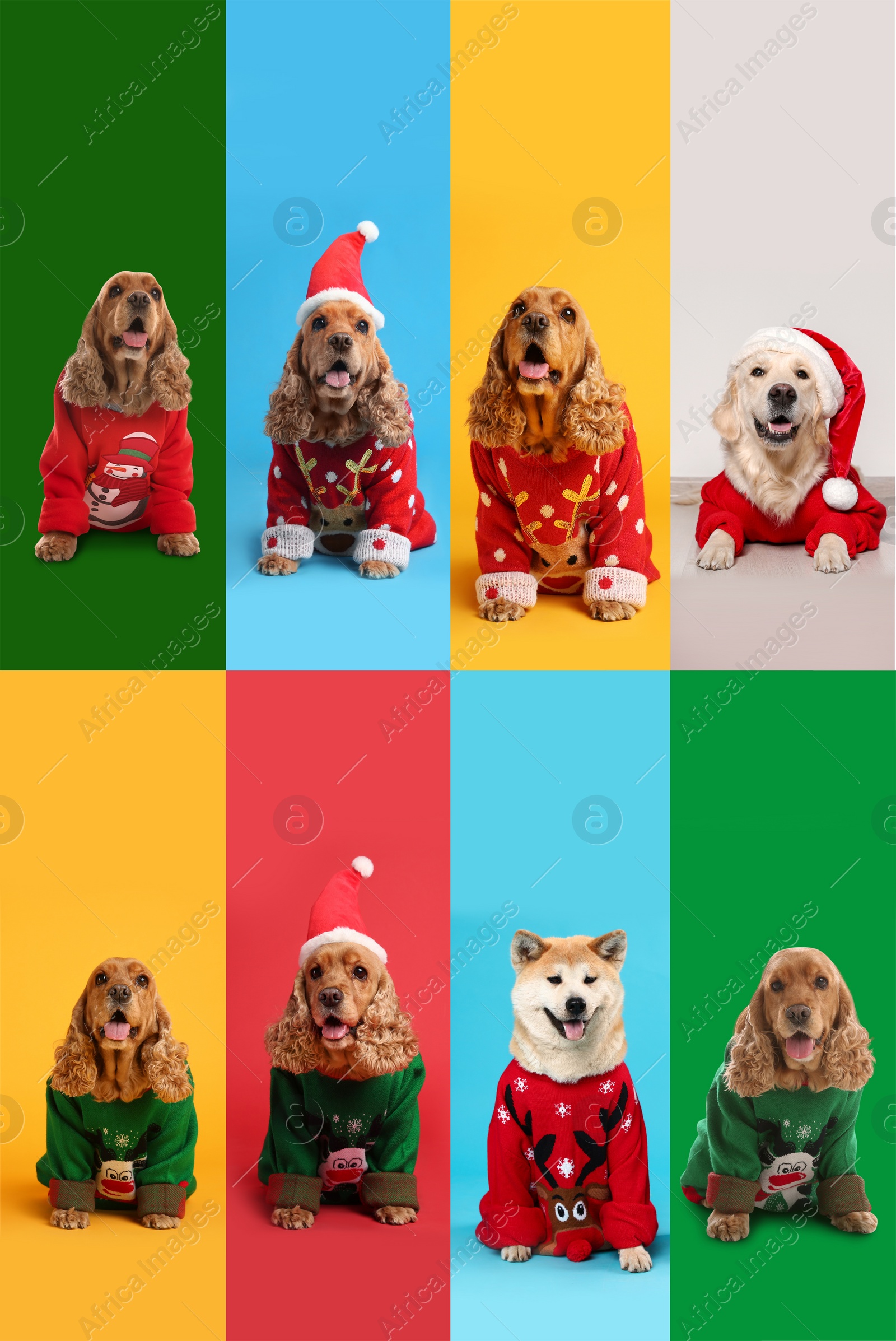 Image of Cute dogs in Christmas sweaters and Santa hats on color backgrounds