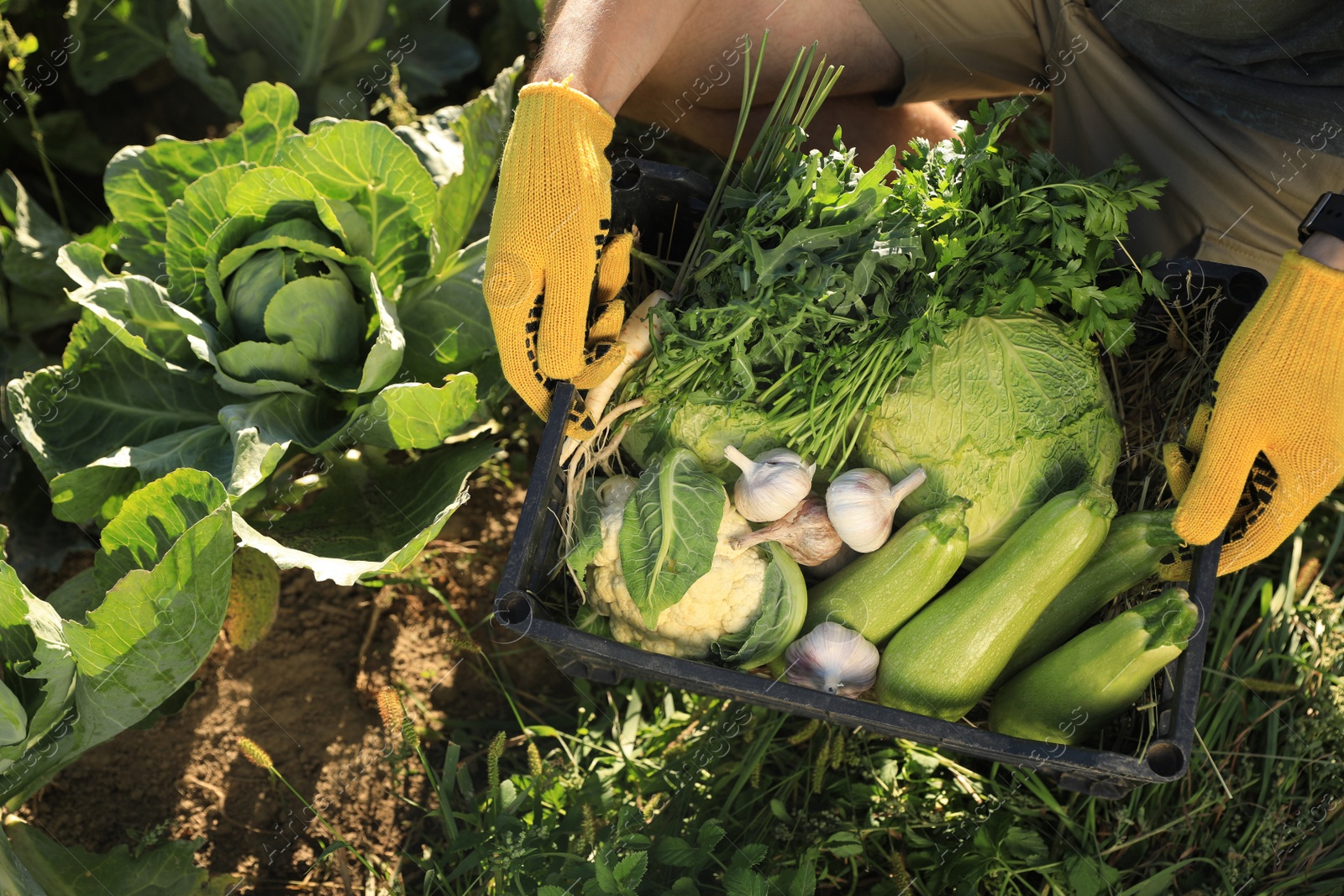 Photo of Man harvesting different fresh ripe vegetables on farm, top view