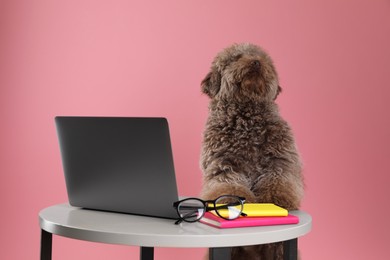 Photo of Cute Toy Poodle dog near laptop, notebooks and glasses on wooden table against pink background