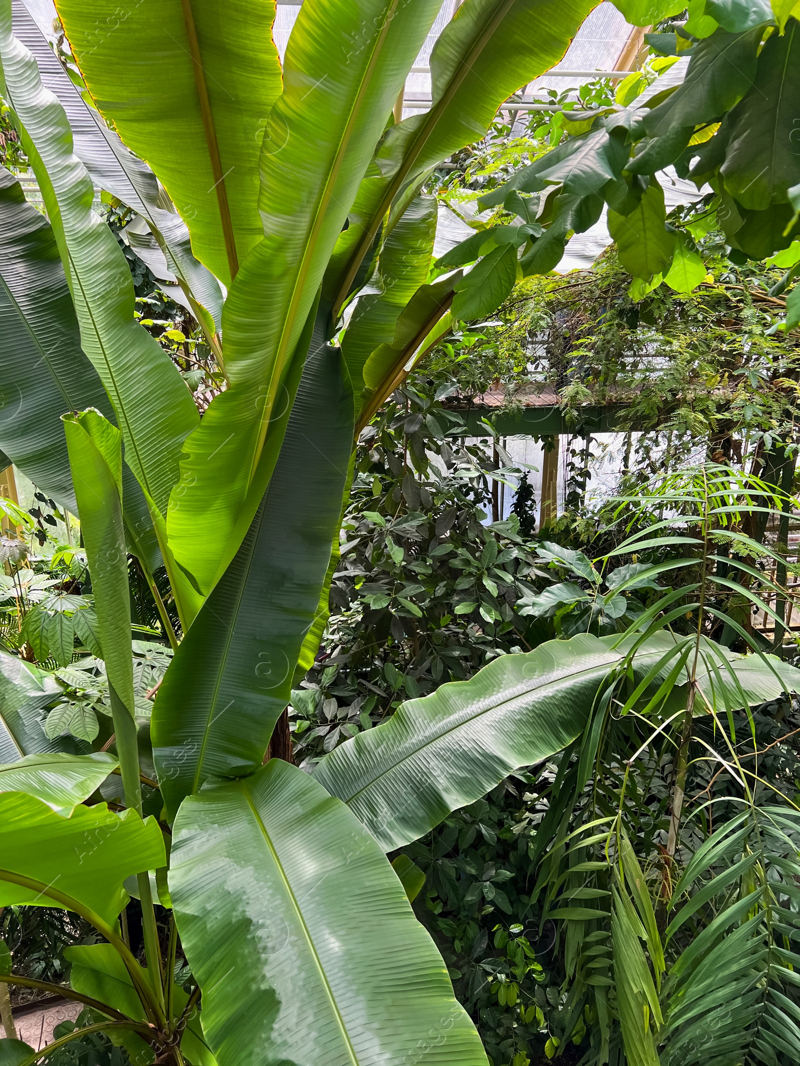 Photo of Beautiful banana leaf plant growing in greenhouse