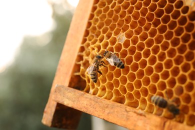 Closeup view of hive frame with honey bees outdoors