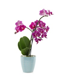 Photo of Beautiful tropical orchid flower in pot on white background