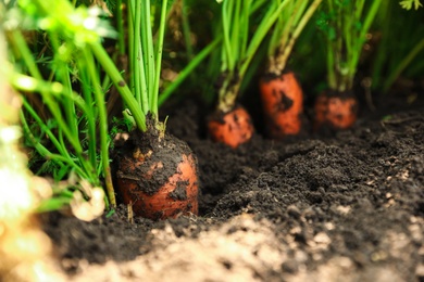 Photo of Ripe carrots growing in soil, closeup. Organic farming