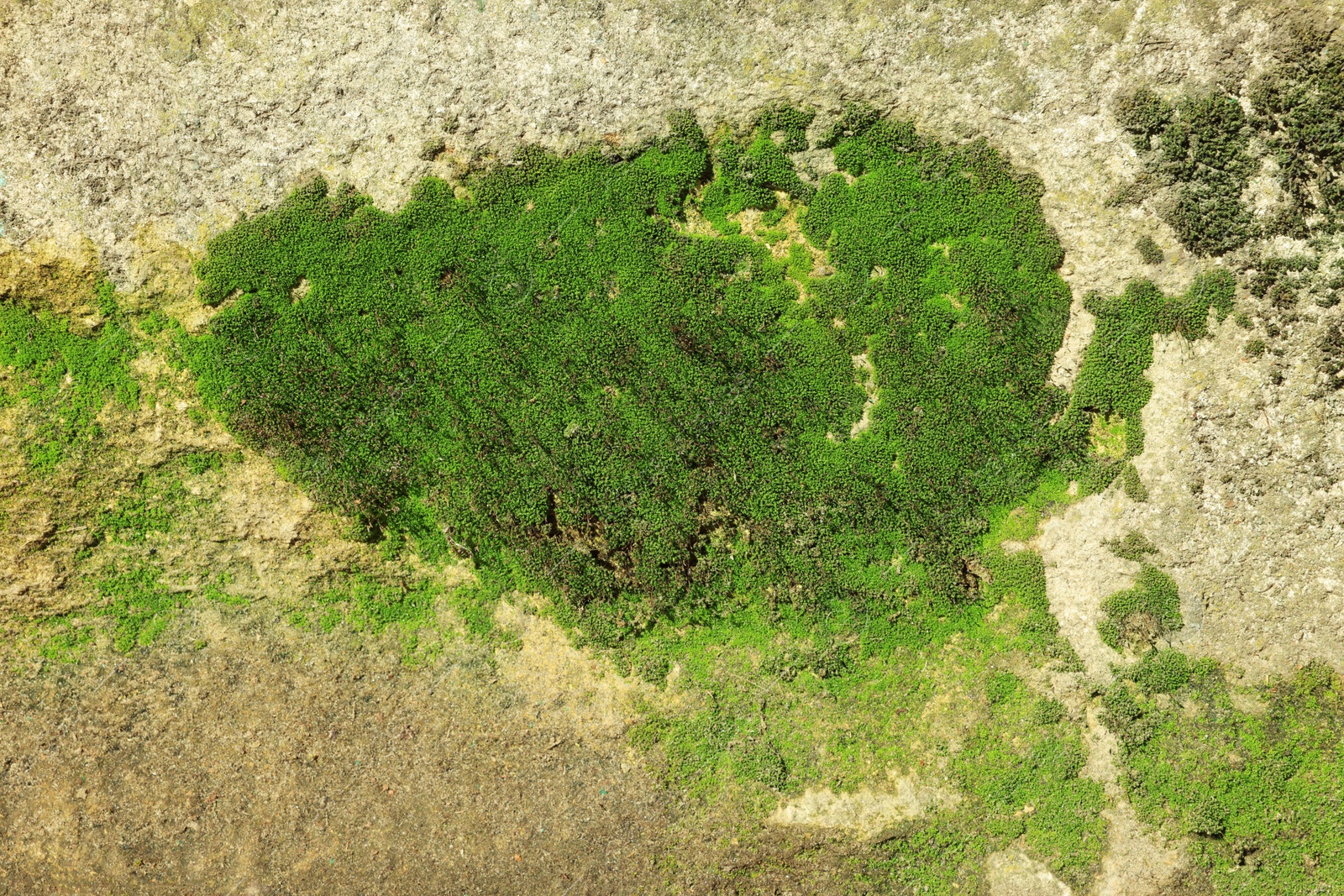 Photo of Textured wall with green moss as background, closeup