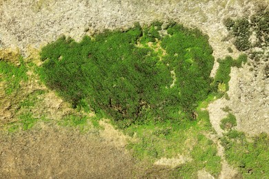 Photo of Textured wall with green moss as background, closeup