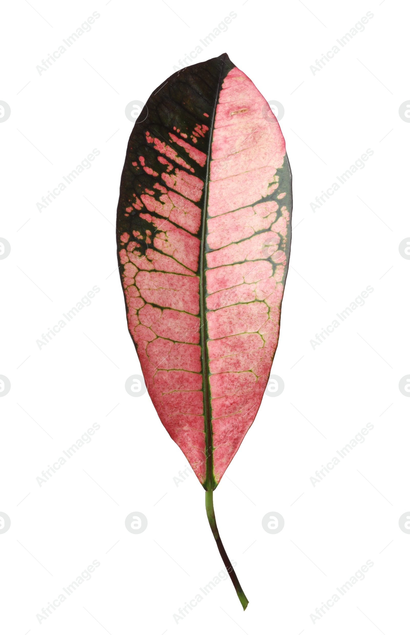 Photo of Leaf of tropical codiaeum plant on white background