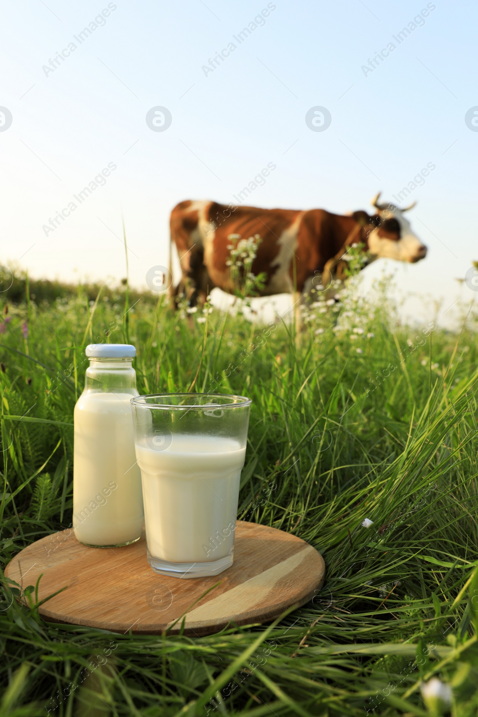 Photo of Glass and bottle of milk on wooden board with cow grazing in meadow