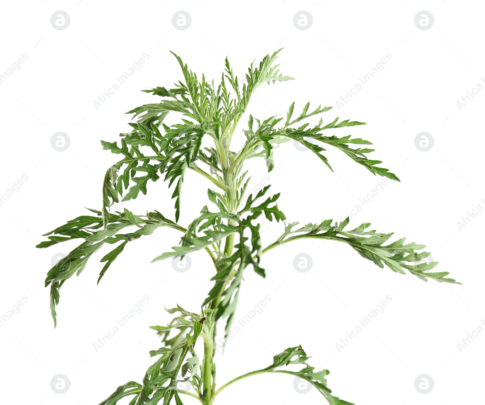 Photo of Branch of ragweed plant (Ambrosia genus) on white background. Seasonal allergy