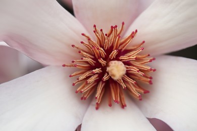 Photo of Beautiful blooming flower of magnolia tree as background, closeup