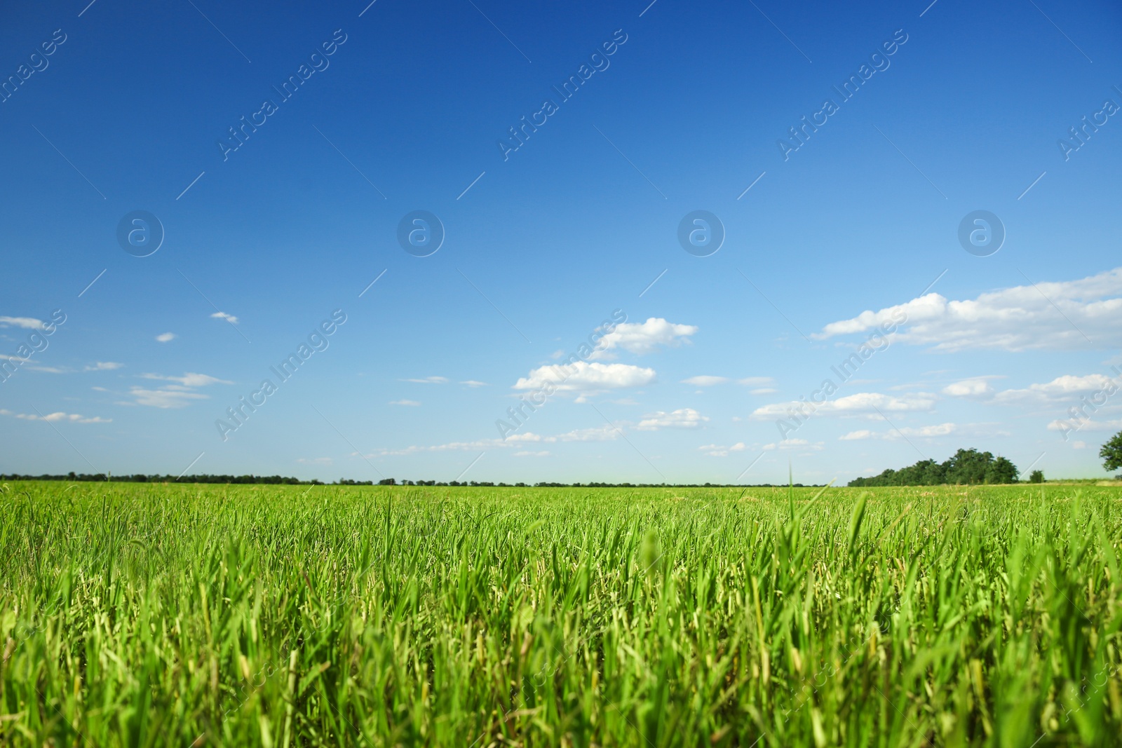 Photo of Picturesque view of beautiful field with grass on sunny day