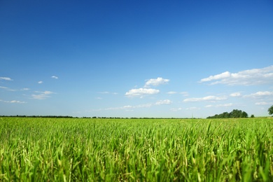 Picturesque view of beautiful field with grass on sunny day