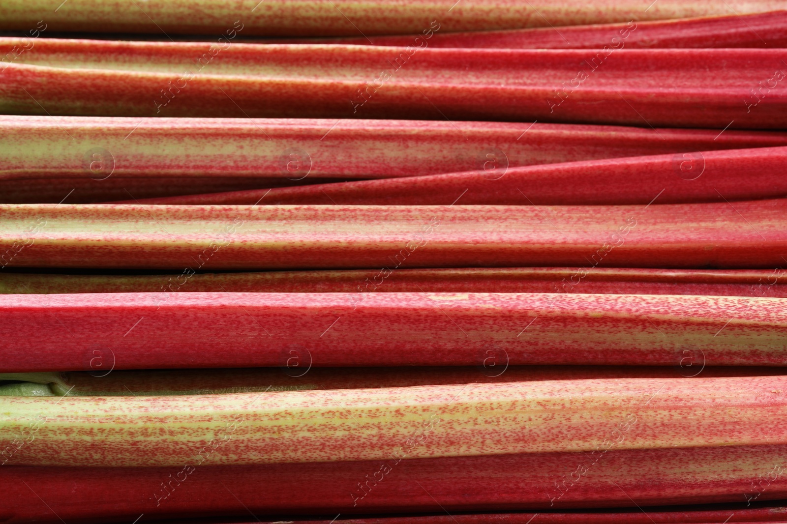 Photo of Fresh ripe rhubarb stalks as background, closeup